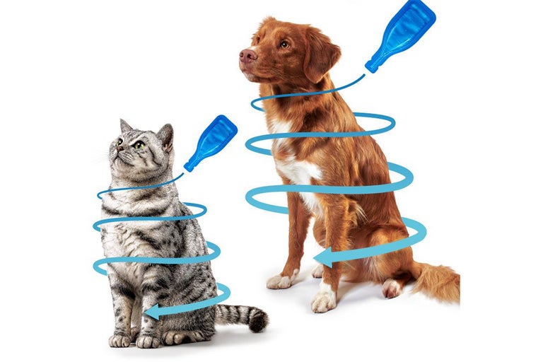 Kat en hond met grafische weergave van een spot-on pipet