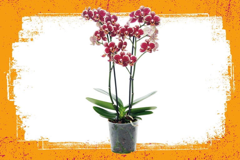 Orchidee in pot met rode bloemen