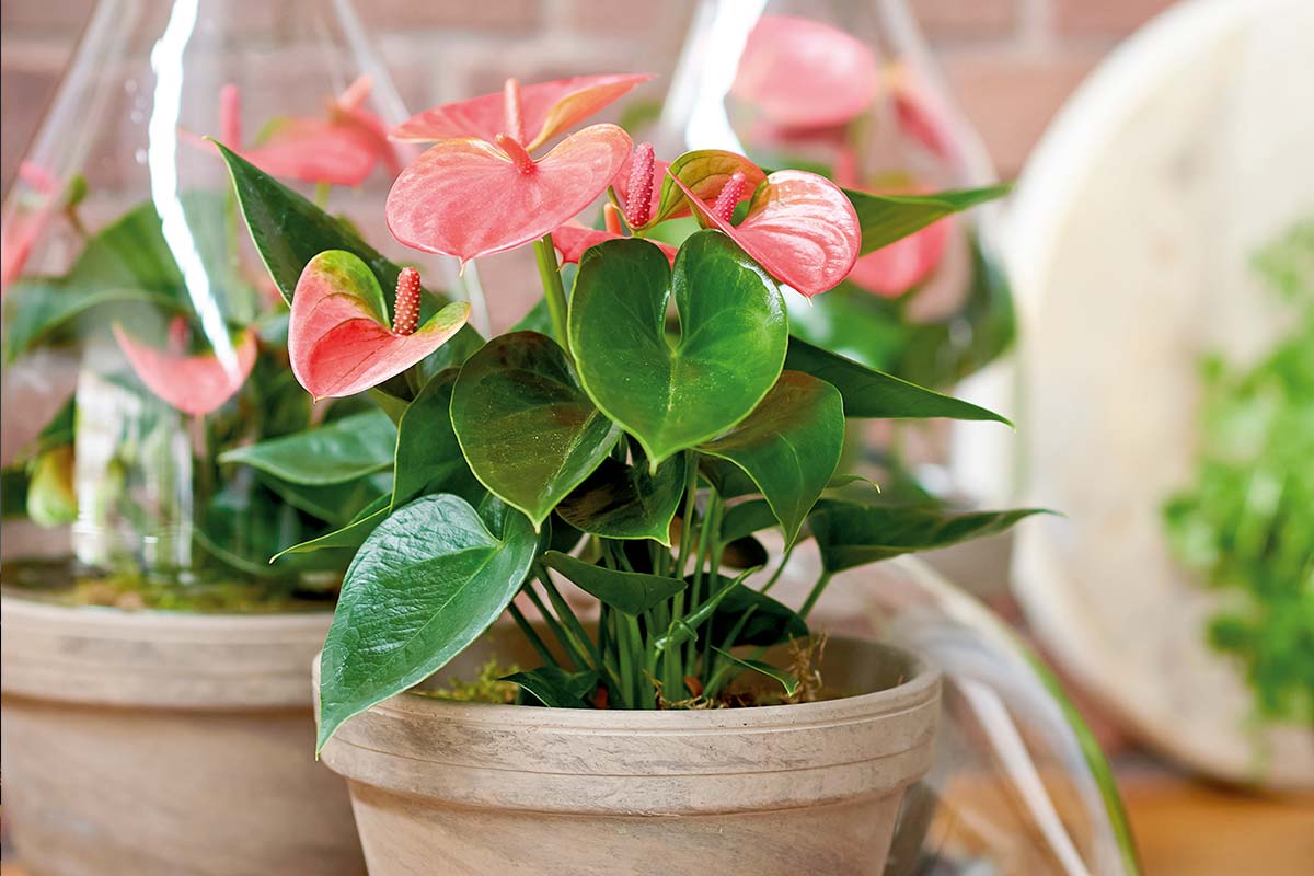 Anthurium kamerplant in een pot met hartvormige bladeren en bloemen