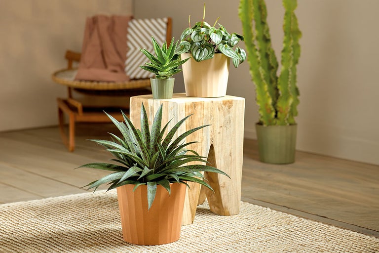 Kamer met verschillende kamerplanten in potten op een kruk en op de vloer.