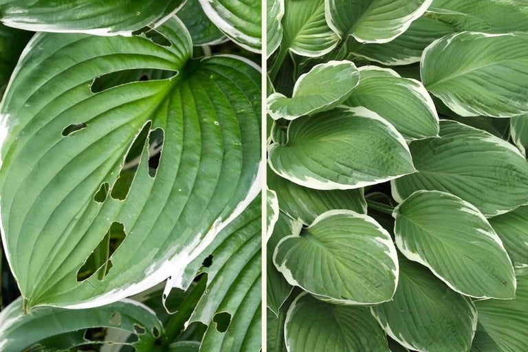 Hosta bladeren met schade door ongedierte