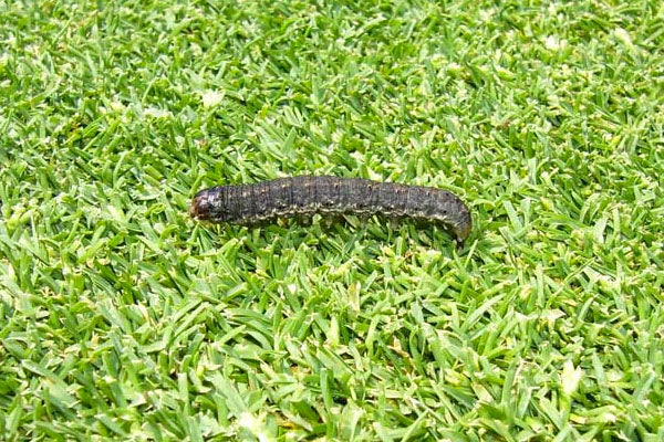 Rups op gazon