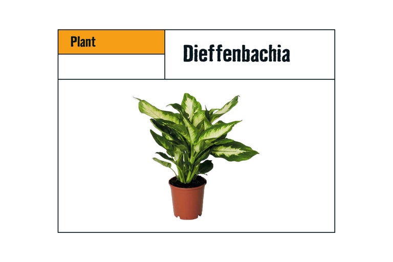 Dieffenbachia kamerplant in pot