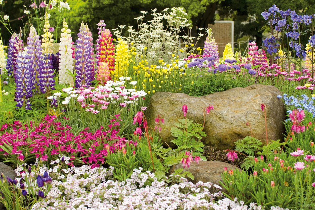 Diverse kleurrijke bloemen in een tuinborder met stenen.
