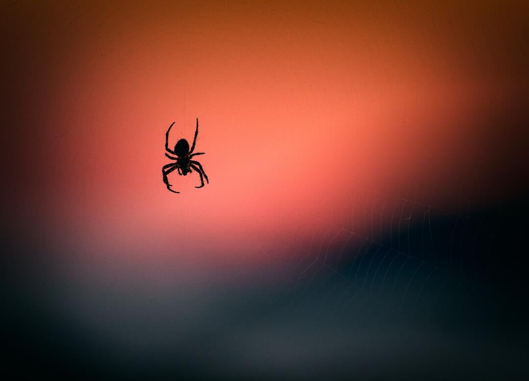 Silhouet van een spin in haar web
