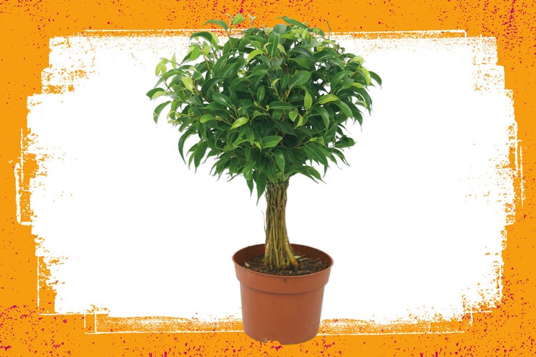 Benjaminvijg in pot