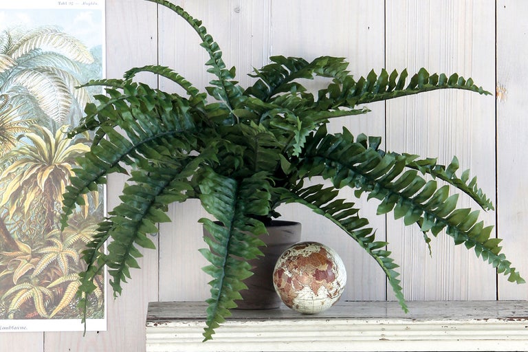 Decoratieve kamerplant varen in pot op een plank.