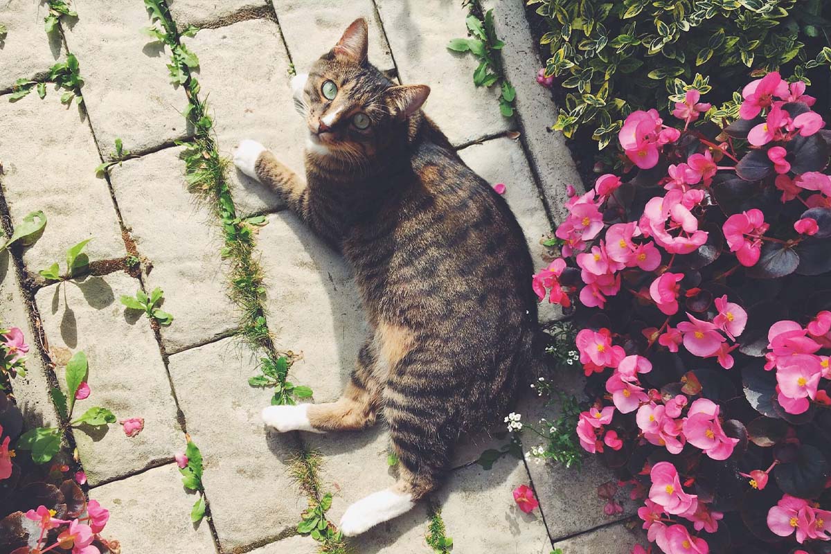 Tabby kat ligt op stenen tegels in de tuin tussen bloemen en planten.