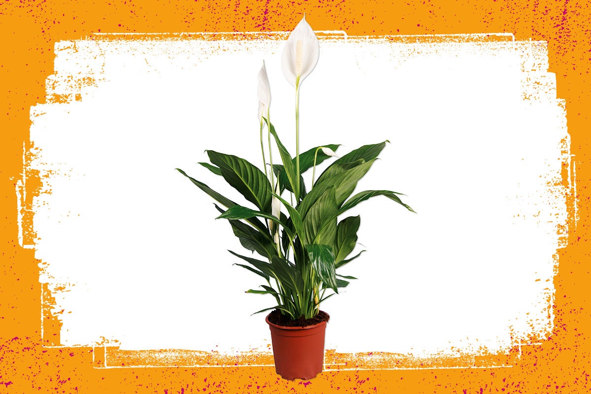 Lepelplant in pot