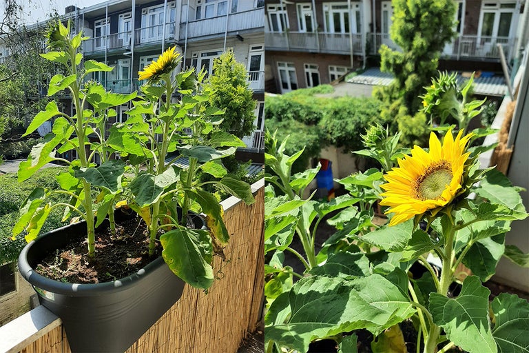 Zonnebloemen in een plantenbak op een balkon