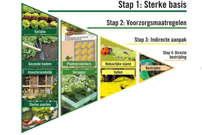 Illustratie van ongediertebestrijding met de stappen: variatie, gezonde bodem, insectvriendelijk, sterke soorten, plantversterkers, verjagen, natuurlijke vijand, vallen en bestrijden