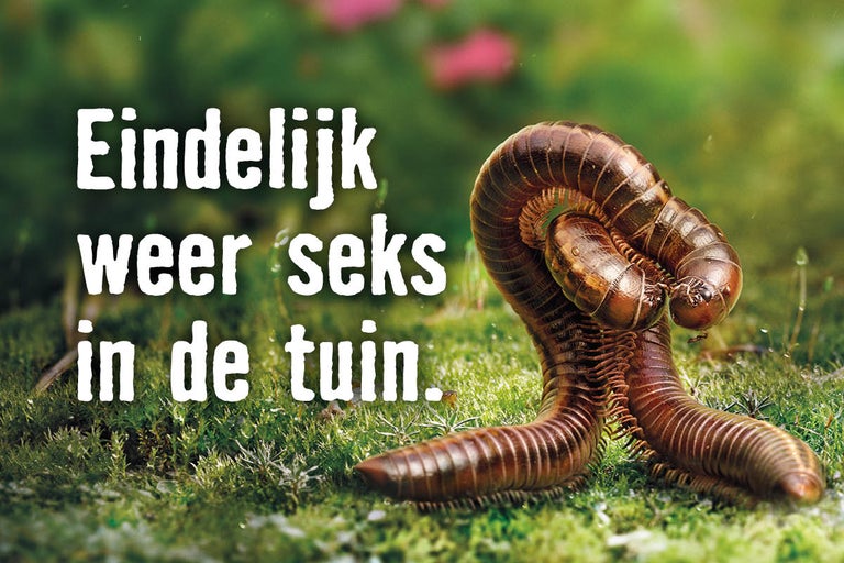 Twee parende miljoenpoten in de tuin