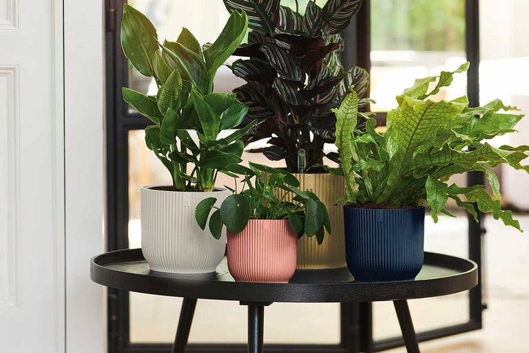 Kamerplanten in plantenbakken op een tafel