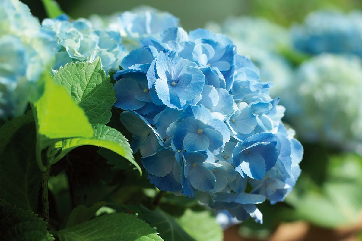 Close-up van een blauwe hortensiabloem met groene bladeren