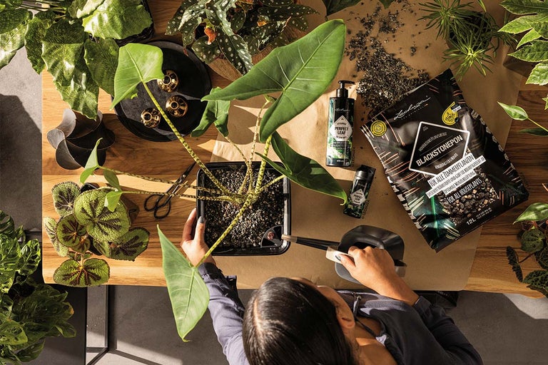 Bovenaanzicht van een persoon die een kamerplant verpot met Lechuza Pon, meststof en een gieter