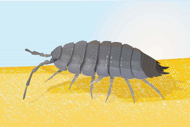 Illustratie van een pissebed