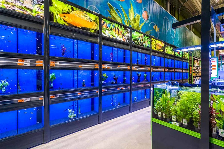 Rij aquaria met vissen en waterplanten in een Hornbach-winkel.