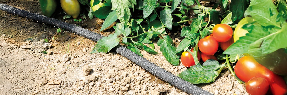 Irrigatieslang in de groentetuin tussen tomatenplanten