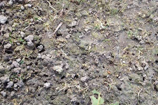 Close-up van aarde met molshopen en gras