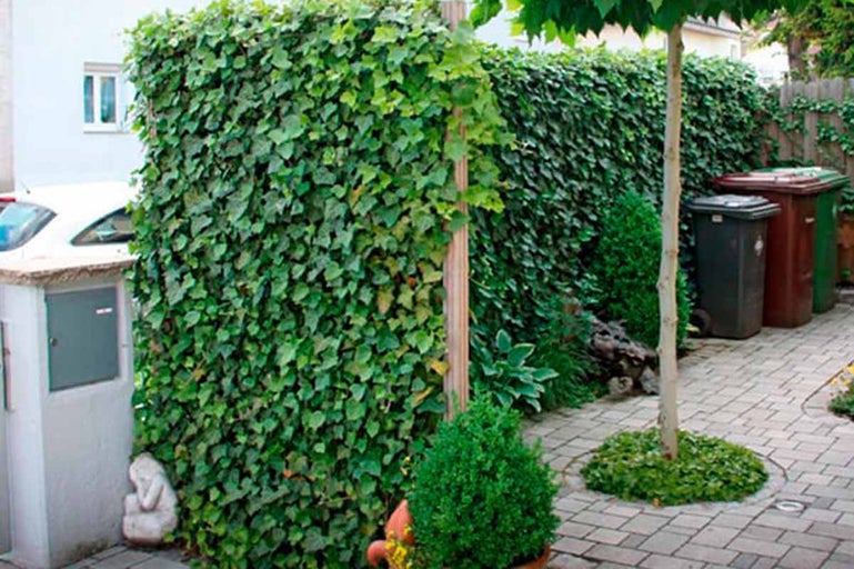 Tuinscene met groene muren en planten