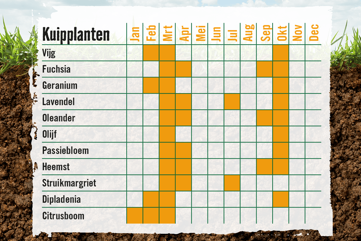 Schema voor het planten van kuipplanten.