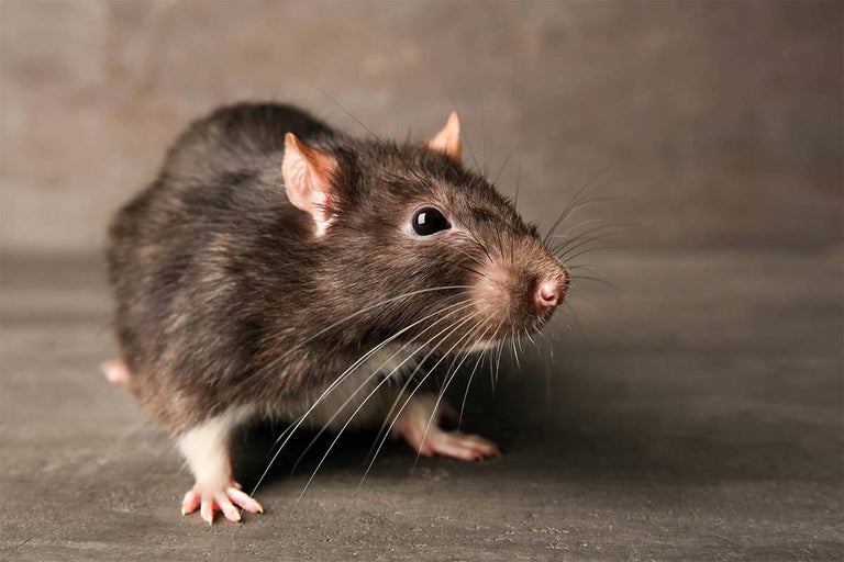 Close-up van een bruine rat, een potentiële plaag.