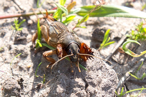 Molskrekel in de tuin