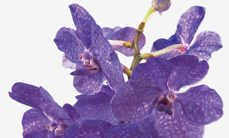 Paarse orchidee met bloemen