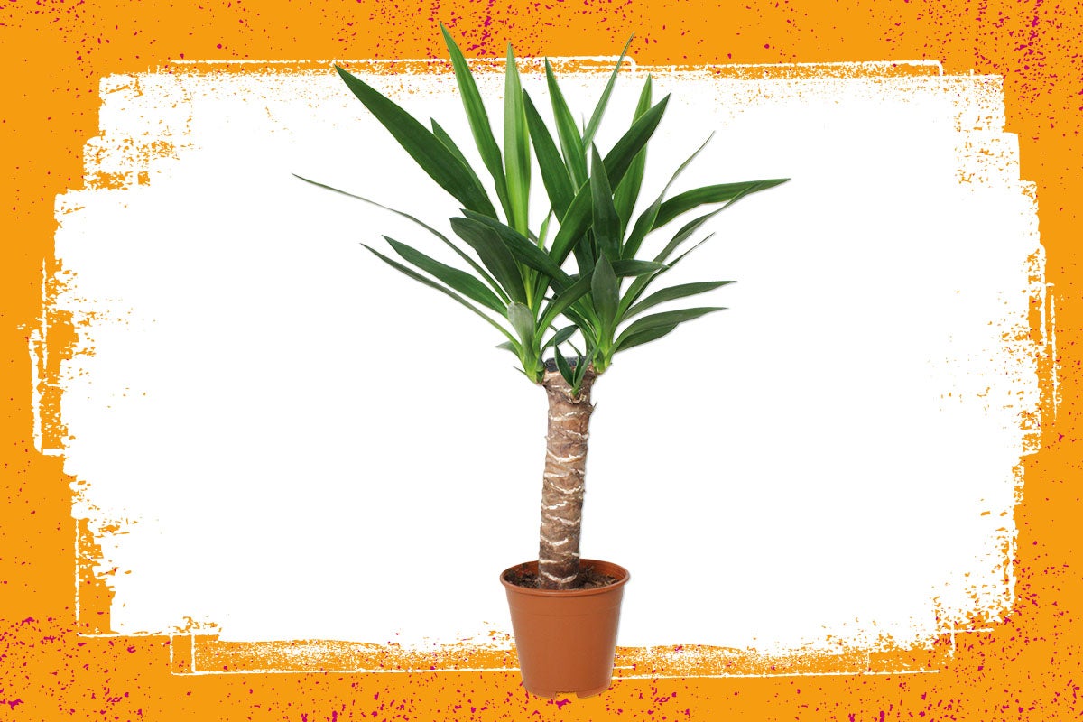 Yucca kamerplant in pot
