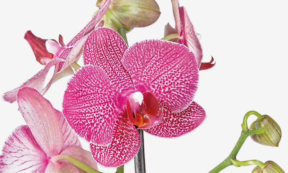 Close-up van een roze Phalaenopsis orchidee met stippenpatroon