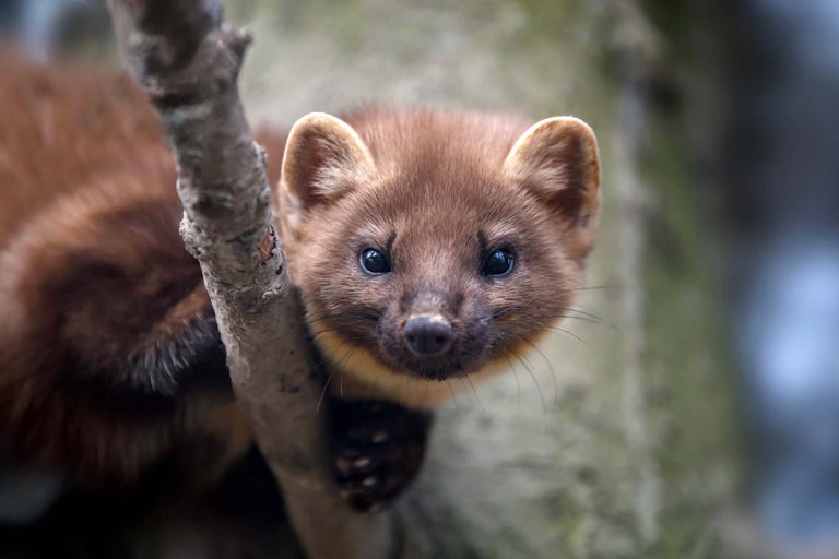 Close-up van een boommarter op een tak