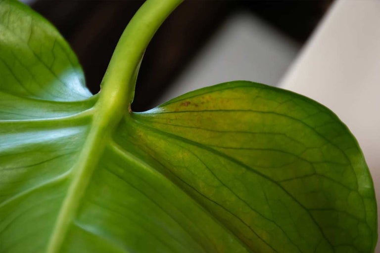 Close-up van een groen plantenblad met bladnerven