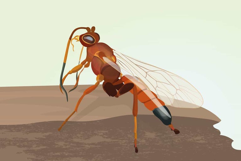 Illustratie van een sluipwesp