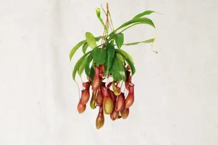 Hangende bekerplant met groene bladeren en rode bekers