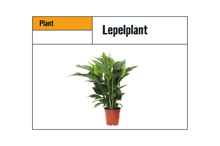 Lepelplant in pot