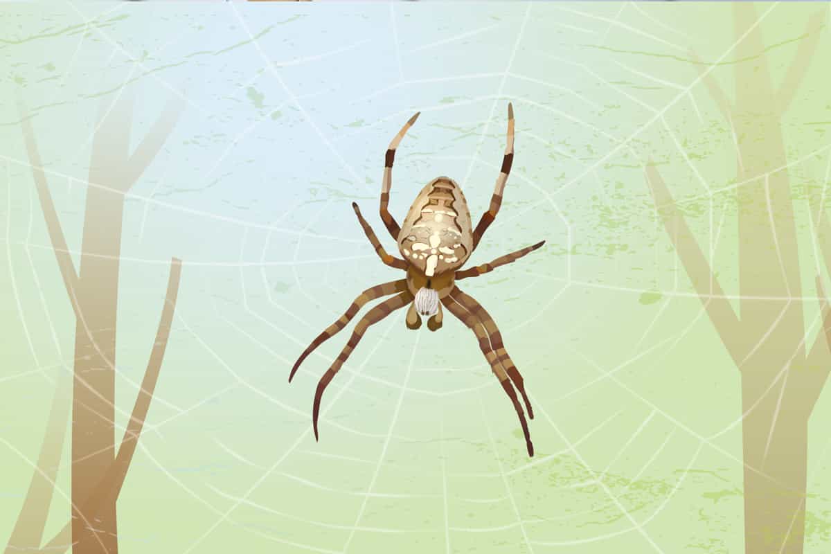 Illustratie van een kruisspin in een spinnenweb.
