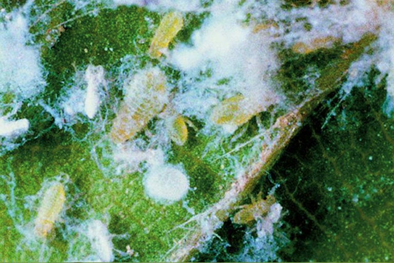 Plantenblad aangetast door wolluizen of dopluizen