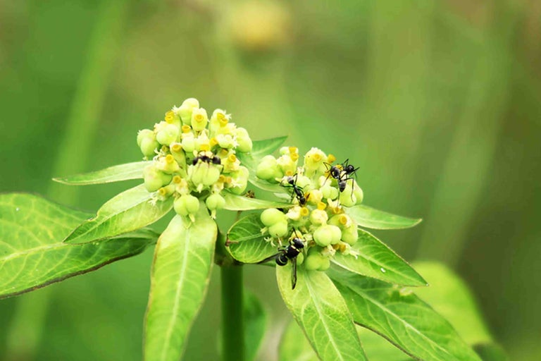Close-up van Euphorbia plant met insecten