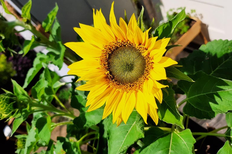 Close-up van een enkele zonnebloem met groene bladeren