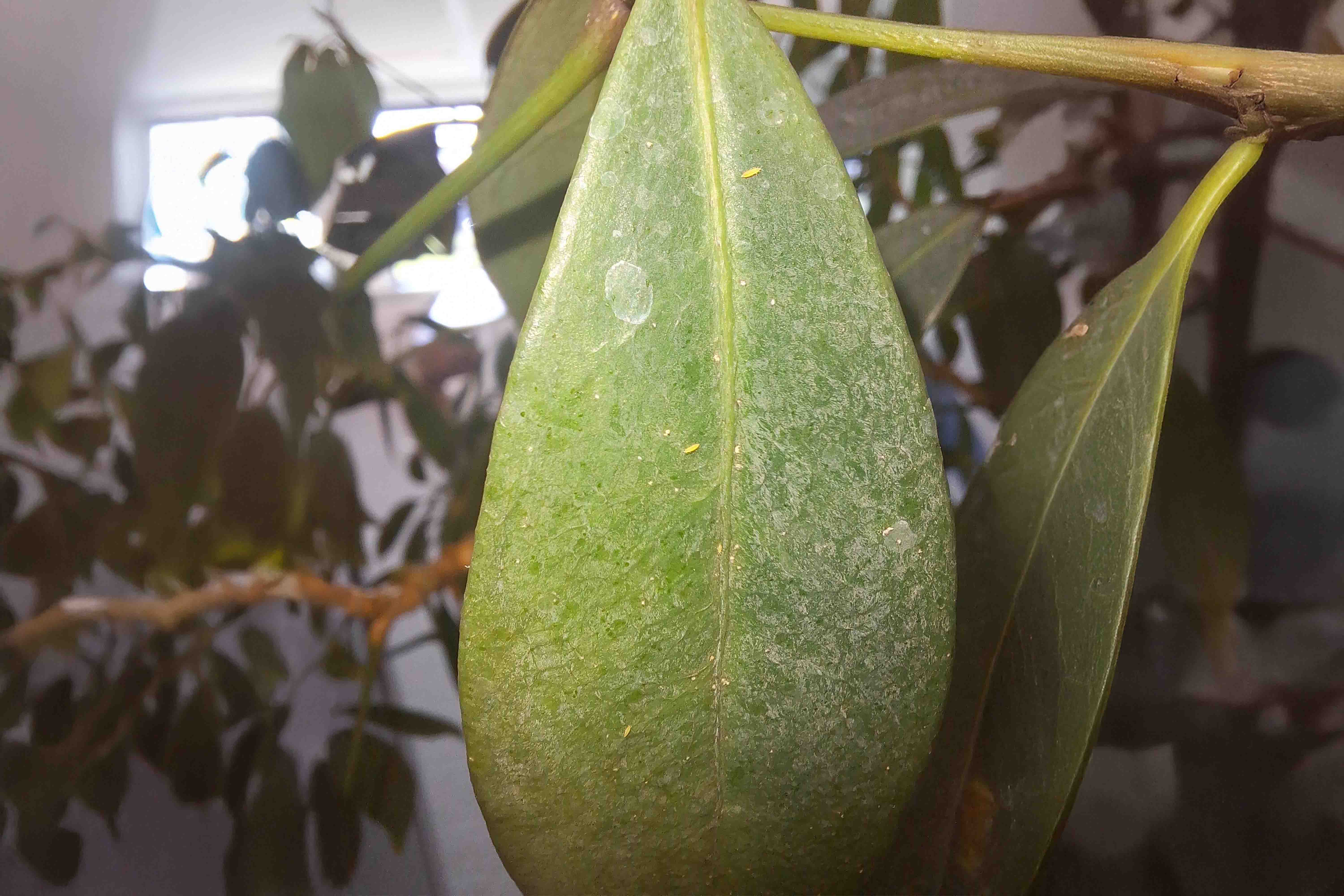 Close-up van een kamerplantblad met ongedierte