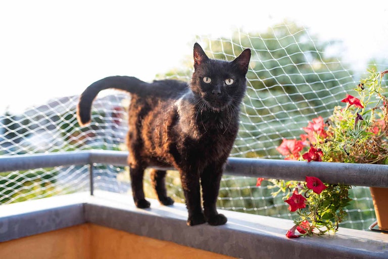 Zwarte kat staat op een balkon met een kattennet en bloembak