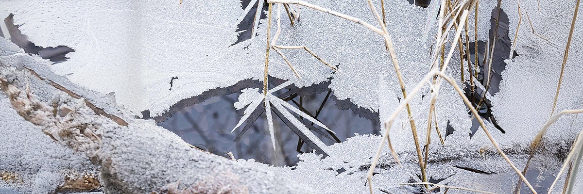 Close-up van bevroren takken en planten in de winter