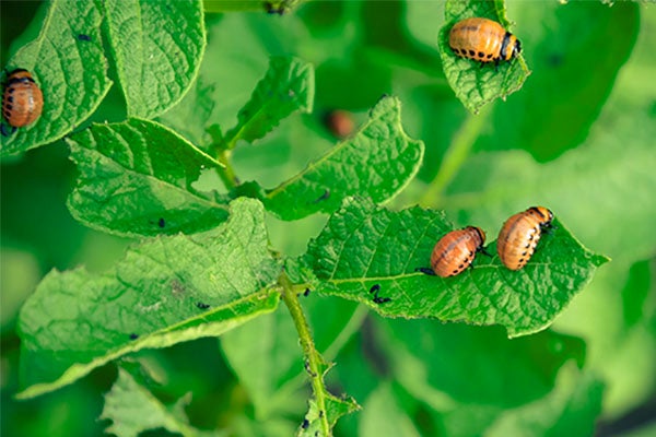 Larven van de coloradokever op een aardappelplant