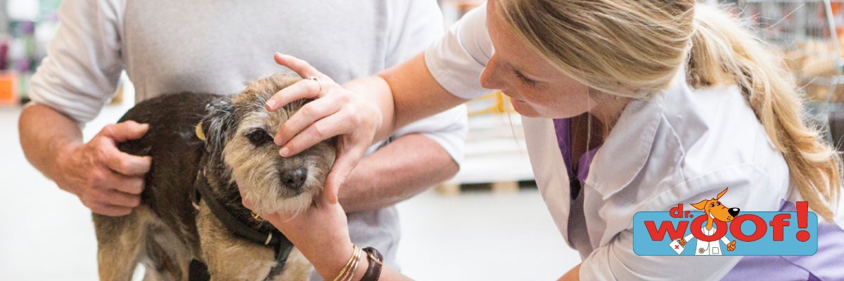 Dierenarts die een hond onderzoekt terwijl een persoon het dier vasthoudt, met dr. woof! logo.