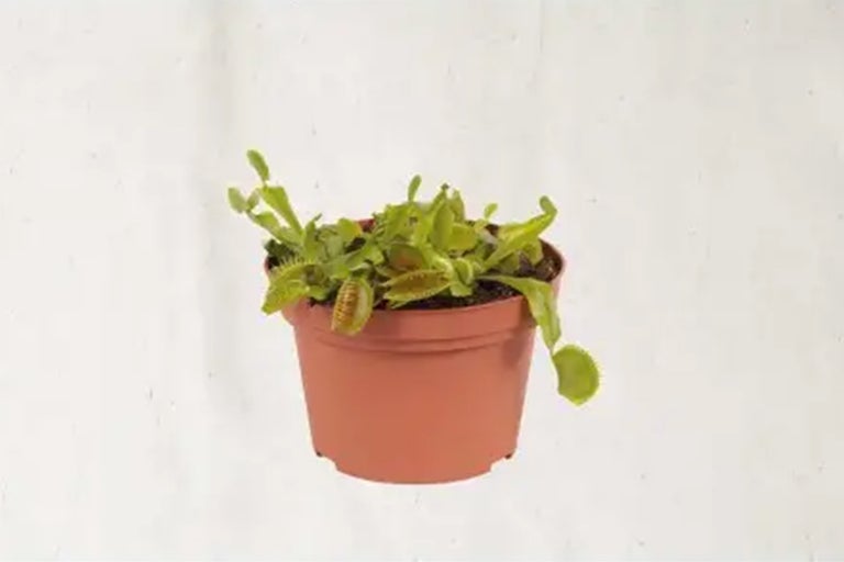 Venus vliegenval in pot voor binnen