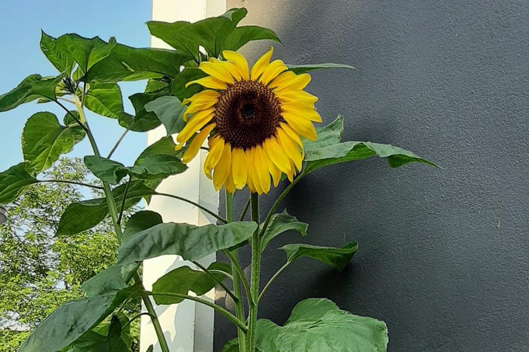 Zonnebloem met gele bloemblaadjes en groene bladeren