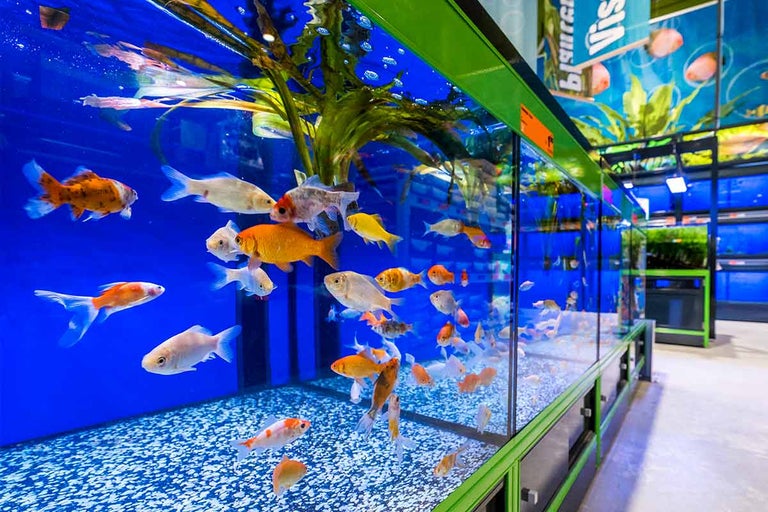 Aquarium met verschillende siervissen en waterplanten in een speciaalzaak