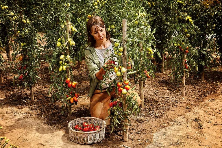 Vrouw oogst tomaten in een tuin met tomatenplanten.