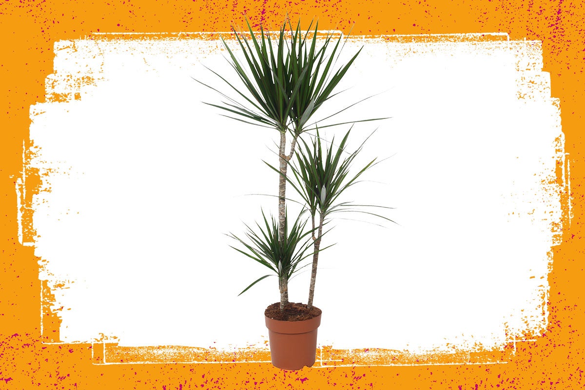 Drakenboom in pot