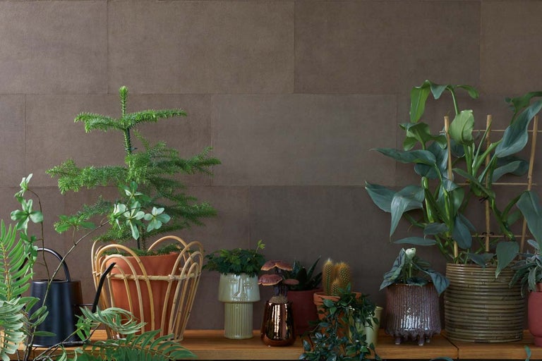 Diverse kamerplanten in potten op een plank